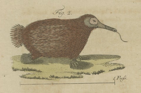 Antique Aardvark, Echidna, Baboons & Skeleton Engraving, Bertuch, close-up 4