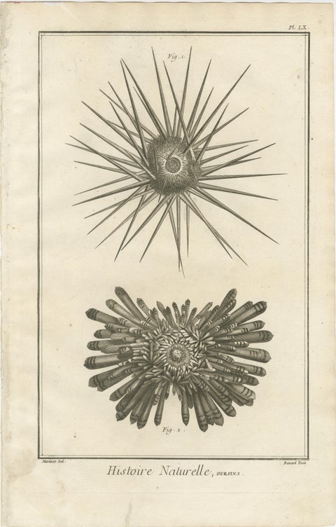 Set of Three Engravings of Sea Urchins and Marine Life by Diderot, ca.1770, view 4