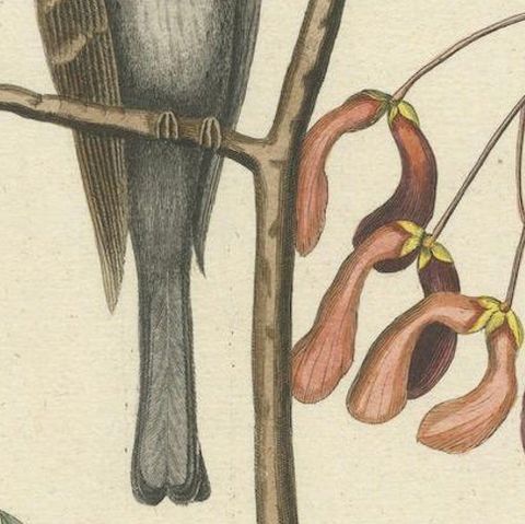 Engraving of The American Tit Bird with Yellow Throat in Old Handcoloring, 1749, close-up 6