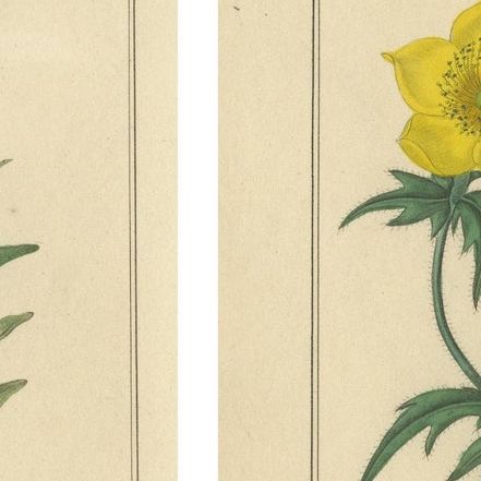The Botanic Garden Flower Prints by Benjamin Maund, London c.1836, close-up 1