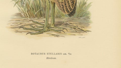 Antique Scandinavian Bird Lithograph, Eurasian Bittern, Svenska Fåglar, 1929, close-up 4