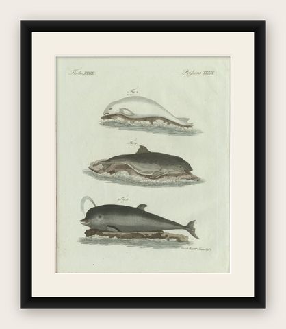 Original Antique Print of Three Dolphins and Porpoises by Bertuch, 1802, shown framed