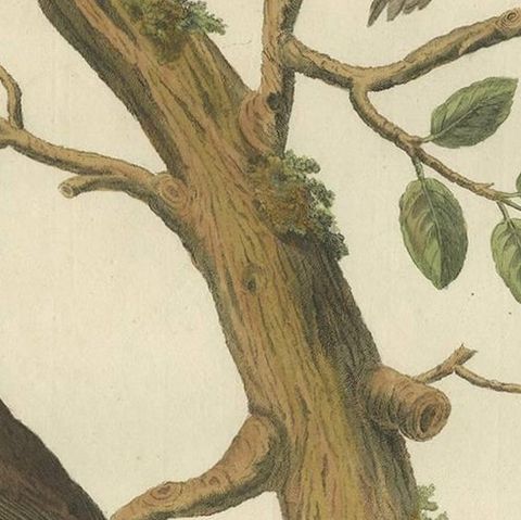 Antique Bird Print of the European Crested Tit by Sepp & Nozeman, 1829, close-up 2