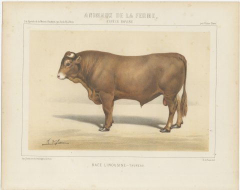 Limousin Bull, French Cattle Breed, Antique Chromolithograph by Borie, 1863, view 2
