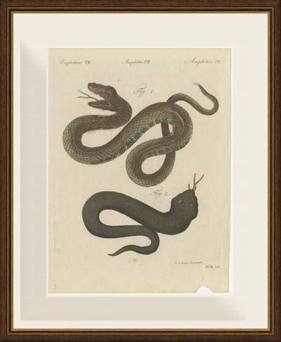Two Snakes with Open Jaws, Antique Bertuch Print, Vienna, circa 1805, shown framed