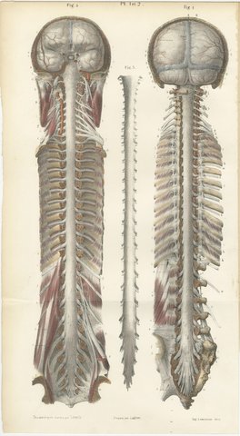 Brain and Spinal Cord in Situ, Hirschfeld Double Folding Plate, 1866, view 2