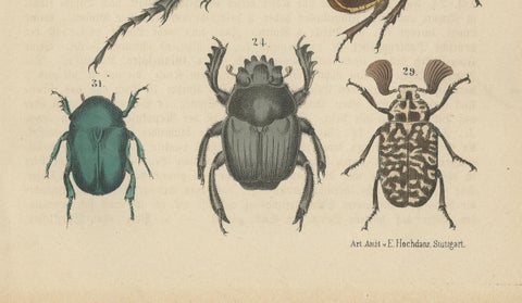 Set of 2 Antique Prints of various Beetles including a Rhinoceros Beetle, 1890, close-up 3