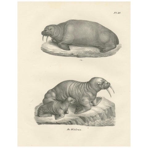 19th-Century Lithograph of Walruses in Arctic Habitat with Calf Illustration