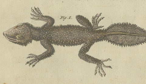 Fascinating 1805 Hand-Colored Engraving of Amphibians and Reptiles, close-up 4