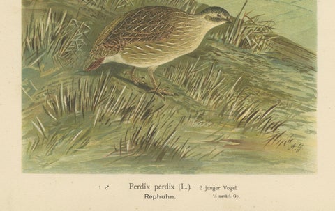 Partridges in Rural Landscape, Antique 19th Century Bird Chromolithograph, close-up 1