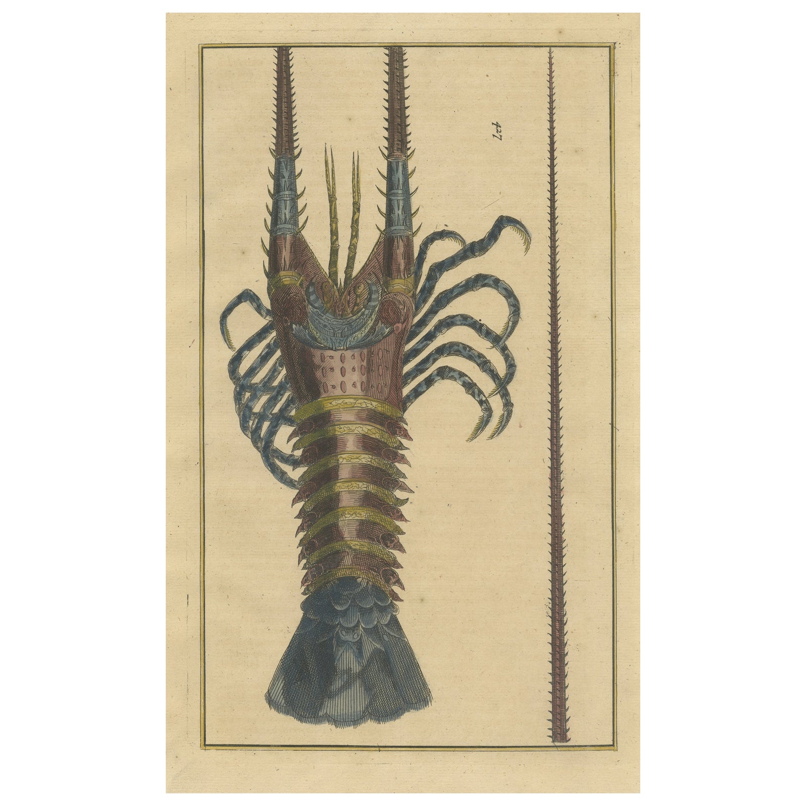 Colored Antique Engraving of a Lobster, 1726