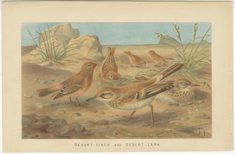 Authentic Chromolithograph depicting a Desert Finch and Desert Lark, 1895, view 2