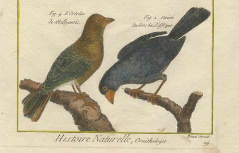 Hand-Colored Engraving of African and Malagasy Grosbeaks and Ortolans, 1790, close-up 1