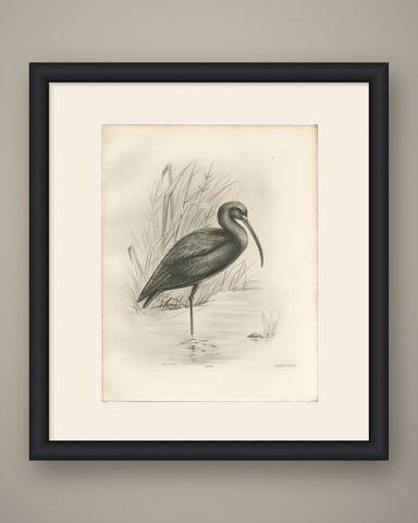 Glossy Ibis, Antique Bird Print after Lilian Medland, circa 1909, shown framed