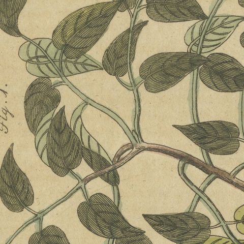 Mahogany Tree and Logwood, Antique Bertuch Print, circa 1805, close-up 5