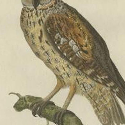 Antique Bird Print of the Eurasian Scops Owl by Sepp & Nozeman, 1809, close-up 2