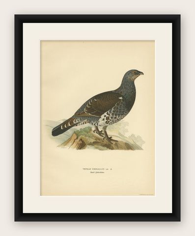 Antique Bird Print of the Western Capercaillie 'Male' by Von Wright, 1929, shown framed