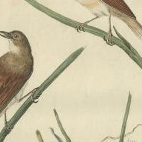 Original Hand-Colored Antique Bird Print of the Common Whitethroat, 1789, close-up 1