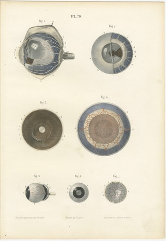 The Choroid, Iris and Retina, Antique Hirschfeld Anatomy Print, 1866, view 2