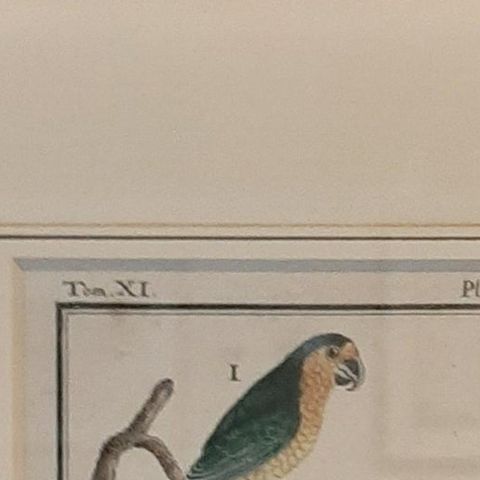 Antique Bird Print of Various Parrot Species by Buffon, 1787, close-up 1