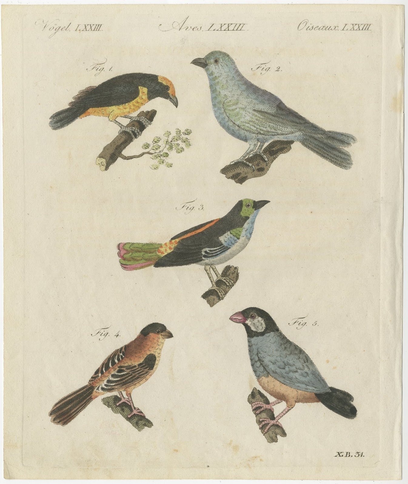 Tanagers and Java Sparrow Songbirds, Antique Bertuch Print, circa 1805