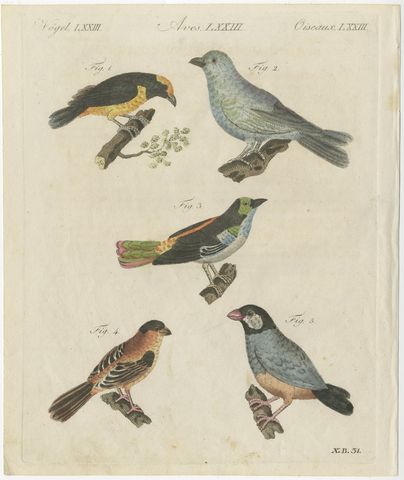 Tanagers and Java Sparrow Songbirds, Antique Bertuch Print, circa 1805