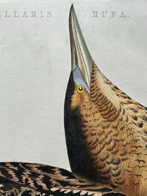 Ardea Stellaris Rufa, Eurasian Bittern from Nederlandsche Vogelen, 1809, view 6