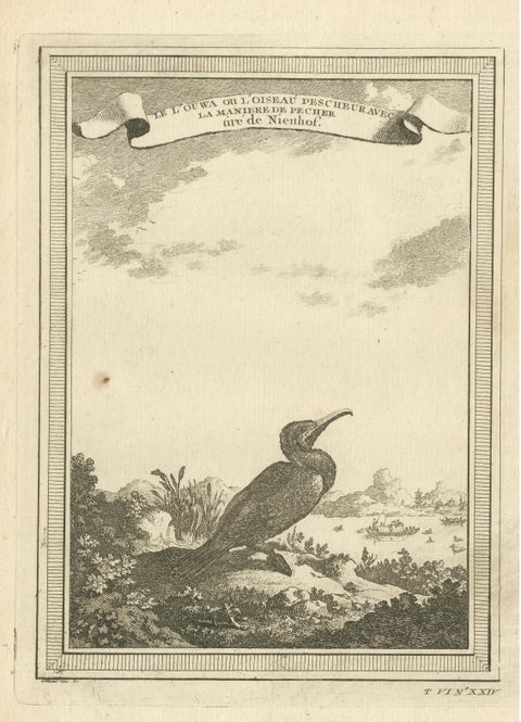 Antique Bird Print of a Chinese Cormorant on a Rocky Shoreline, view 3
