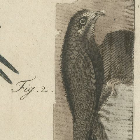 Swallows, Swifts and Nightjar, Antique Bertuch Print, circa 1805, close-up 6