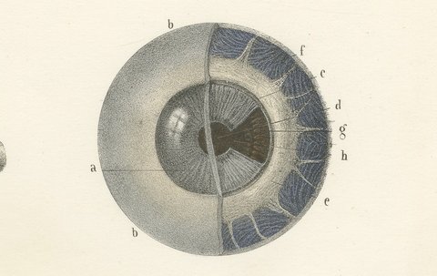 The Choroid, Iris and Retina, Antique Hirschfeld Anatomy Print, 1866, view 4