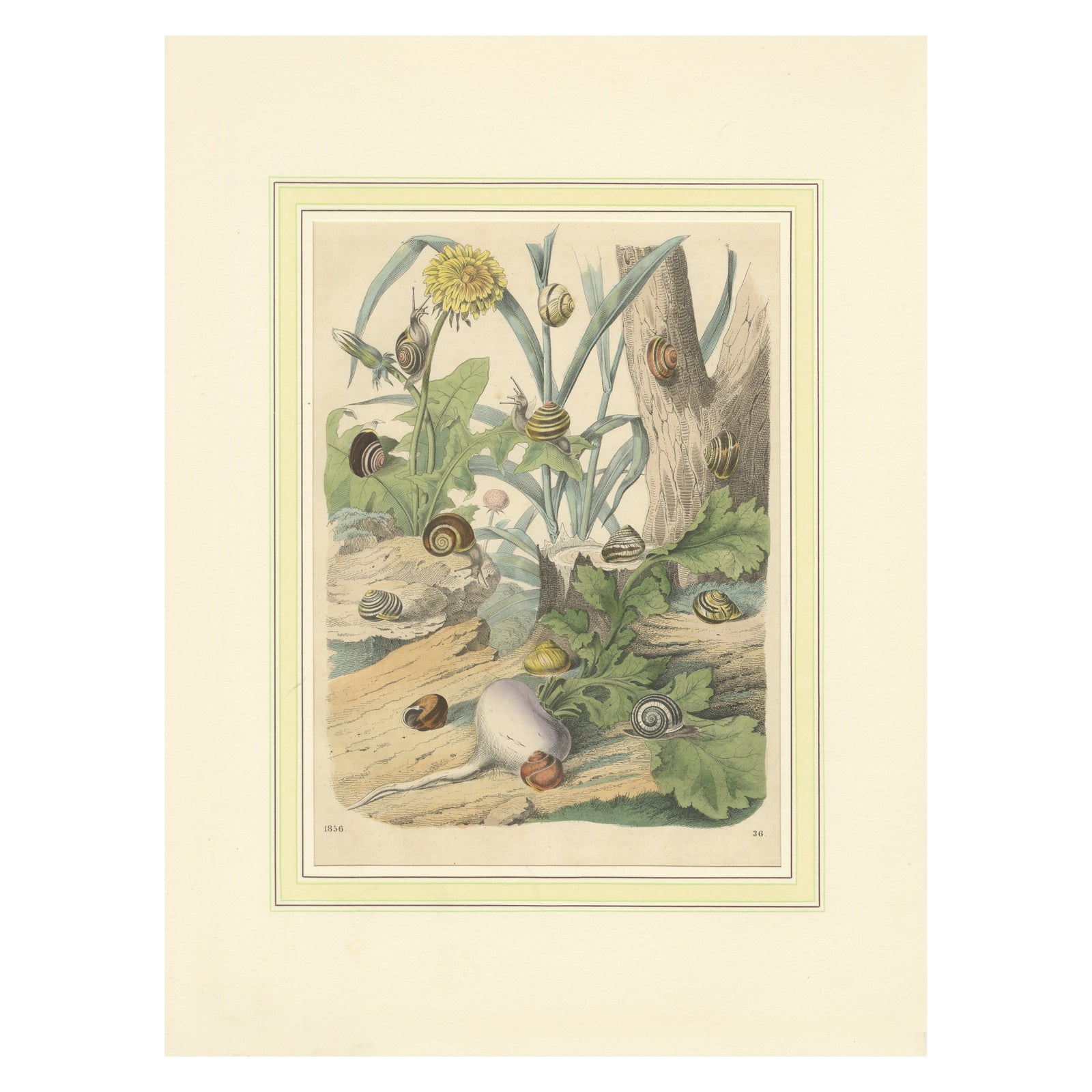 1856 Hand-Colored Lithograph of Snails in a Natural Habitat