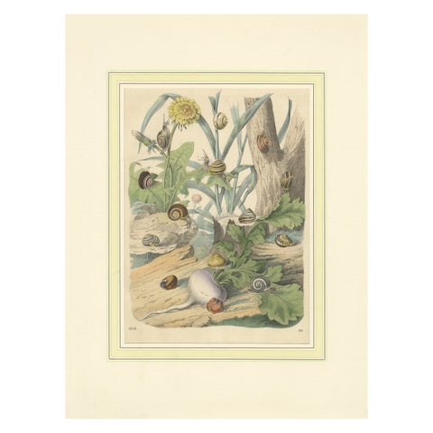 1856 Hand-Colored Lithograph of Snails in a Natural Habitat