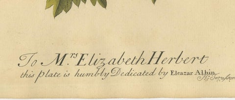 English Moths on Hazel Branch with Nuts, Antique Insect Engraving, Albin 1720, view 8
