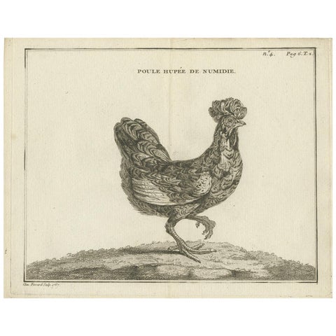 Antique Bird Print of a Numidia Hen by Fessard, 1819
