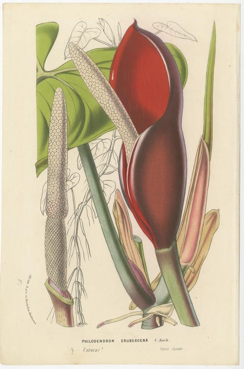 Exquisite Flora: A Chromolithographic Collection from the Revue Horticole, 1855, view 5