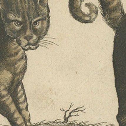 Wildcat and Domestic Cat, Original Antique 1660 Copper Engraving, close-up 3