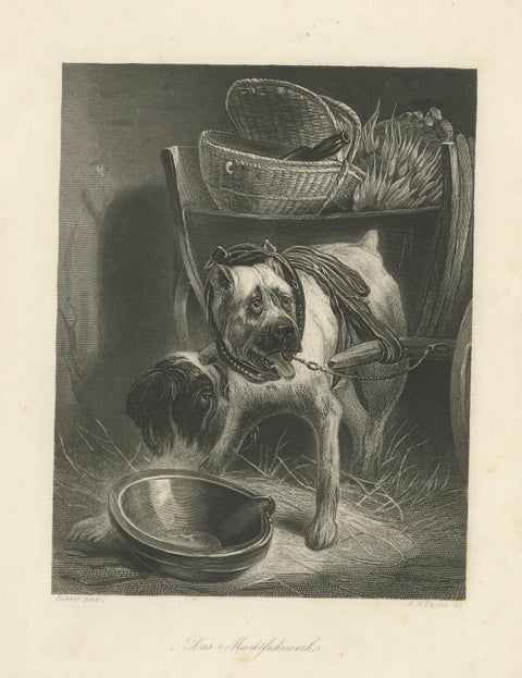 Belgian Mastiff Working Dog, Antique Engraving by A.H. Payne, c.1850, close-up 4