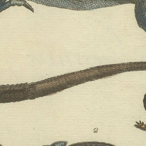 Antique Handcolored Engraving of Lizards, Iguana, Chameleon and Salamander, 1800, close-up 6