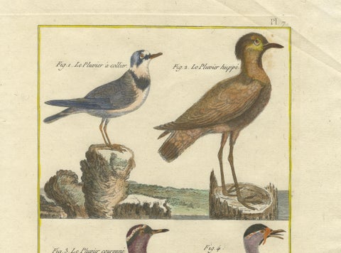 Hand-Colored Engraving of Plovers and Lapwings from Histoire Naturelle, 1790, close-up 2