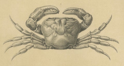 Antique Scientific Print of Lacraud’s Freshwater Crab, Sumatra, 1887, close-up 3