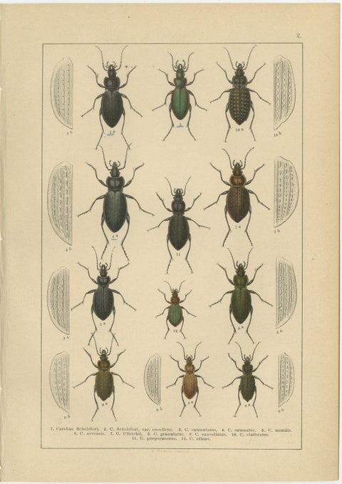 Decorative Antique Beetle Prints, European Coleoptera Plates, Entomology 1893, view 3