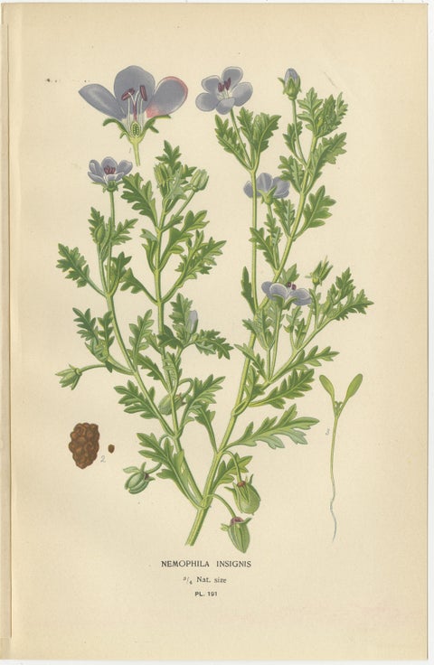 1897 Vibrant Botanical Prints, Baby Blue Eyes, Cherry Pie and Blue Eyed Mary, view 2