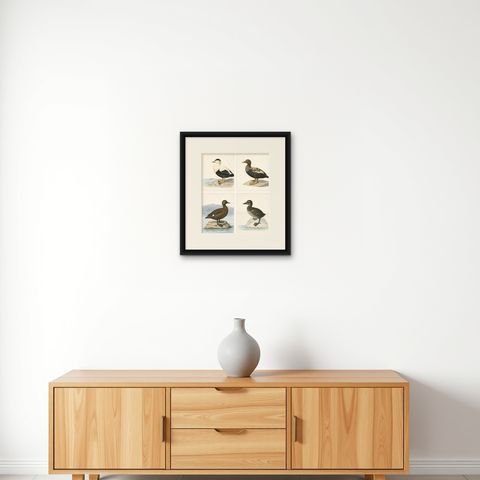 Antique Eider Duck Lithographs Set of 4, Somateria mollissima, Sweden 1929, shown framed on a wall