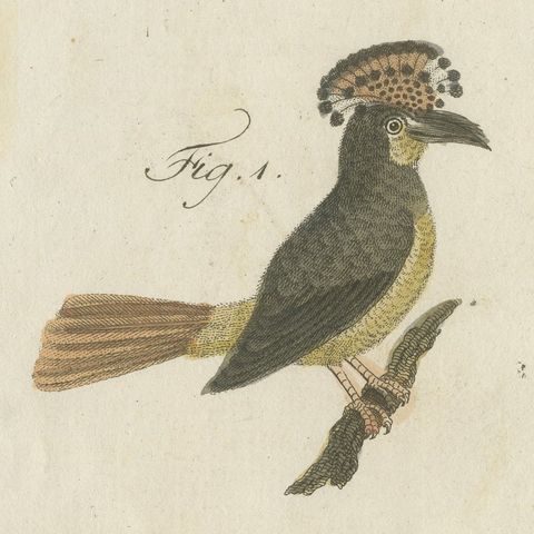 Royal Flycatcher and Bee-eaters, Antique Bertuch Print, Vienna, circa 1805, close-up 5