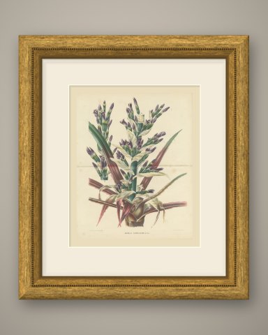 Bromelia Commeliniana, Flowering Bromeliad Chromolithograph, 1859, shown framed