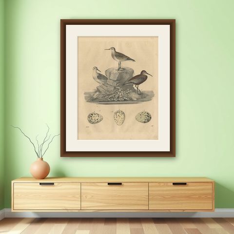 Antique Bird Print of Sanderlings, 1847, shown framed on a wall