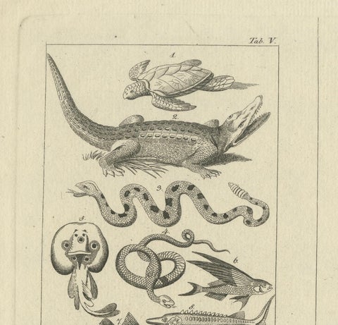 Antique Zoological Engravings of Reptiles, Fish & Insects, c.1800, close-up 5