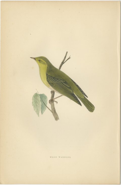 Wood Warbler in Yellow and Green, Hand Colored Morris Bird Plate, 1896, view 2