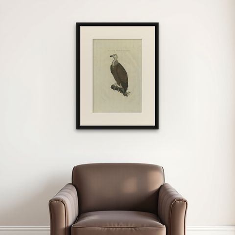Antique Bird Print of a Vulture by Sepp & Nozeman, 1829, shown framed on a wall