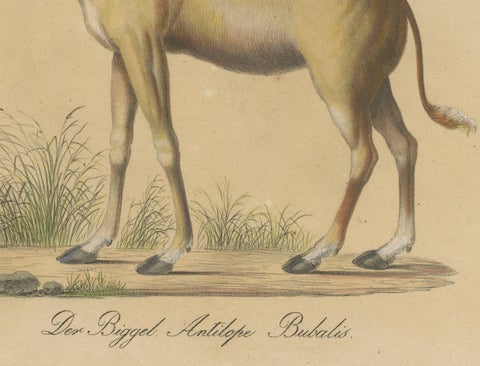 Antique Antelope Lithograph by Karl Joseph Brodtmann, 1816, close-up 5